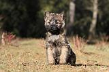 CAIRN TERRIER 341